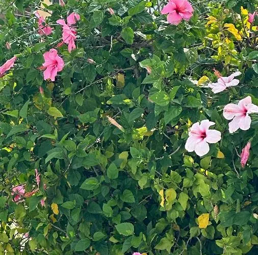 La Rosaleda 17 Appartement