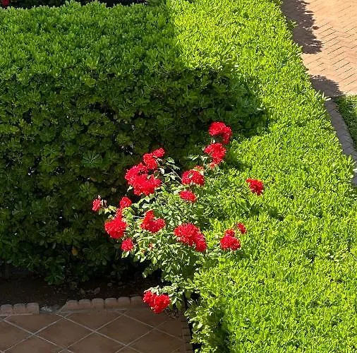 Appartement La Rosaleda 17